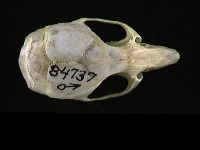 84737.dorsal