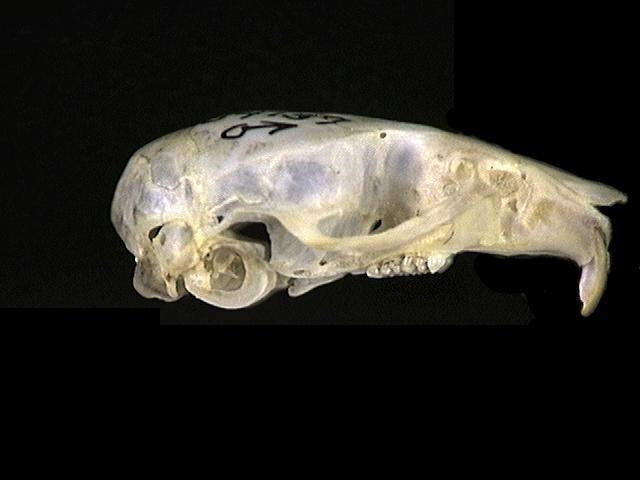 84737.lateral