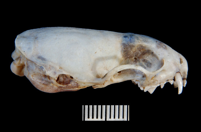 melateral