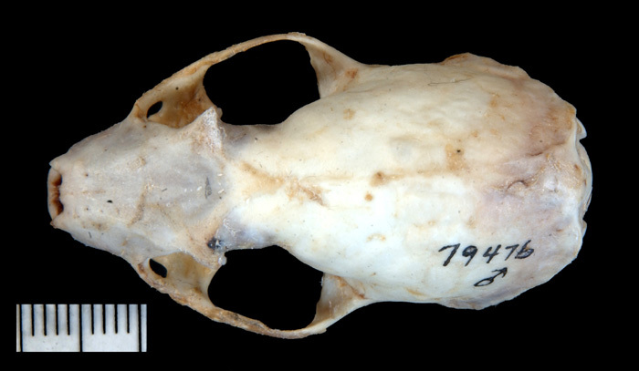 mfdorsal