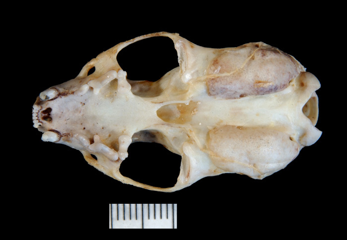 mfventral
