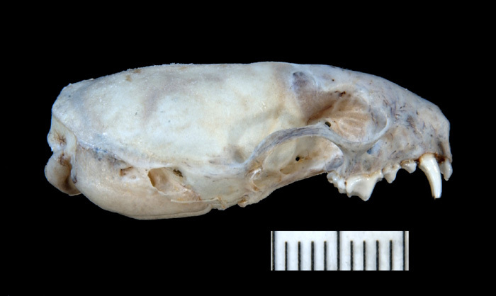 mnlateral