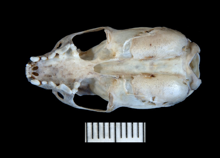 mnventral