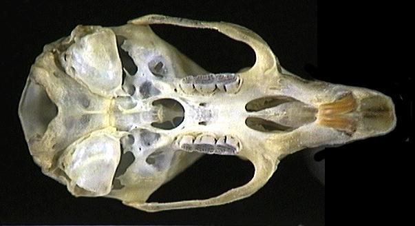 84461.ventral