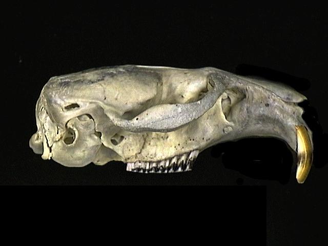 159613.lateral