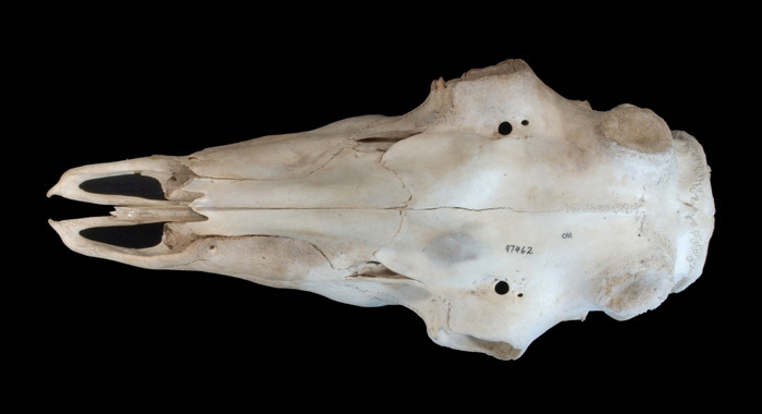 rtdorsal