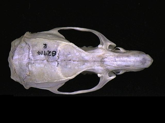 82914.dorsal