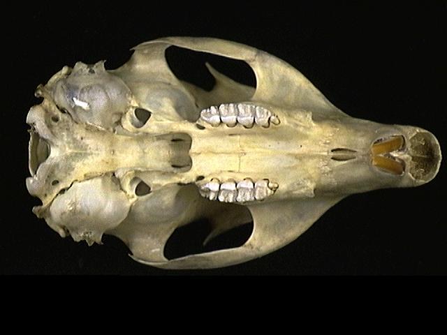 98984.ventral