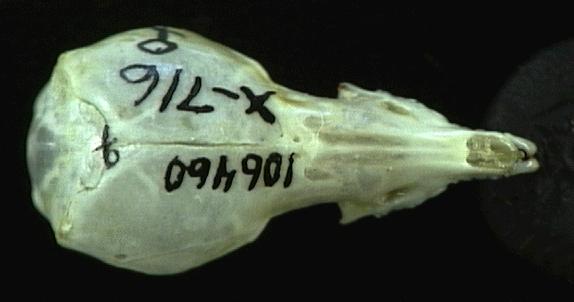 106460.dorsal