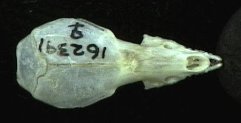 162391.dorsal
