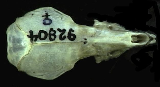 92804.dorsal