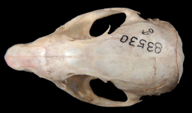spermophilus_dorsal