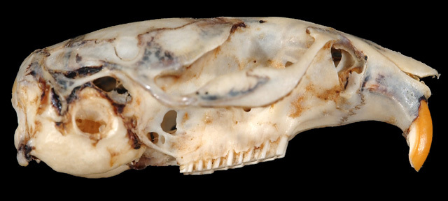 synap_lateral