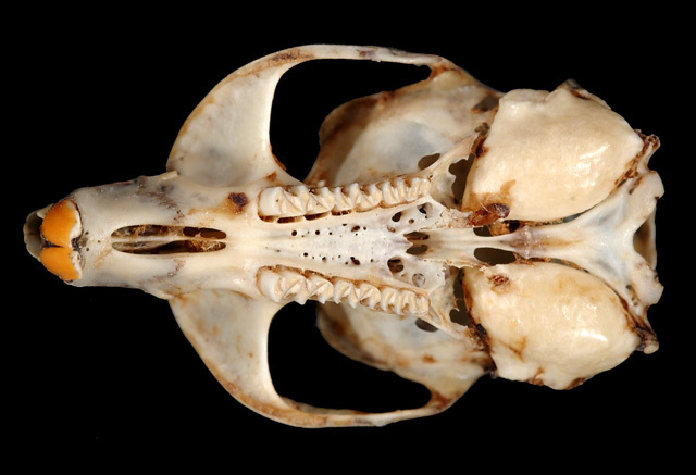 synap_ventral