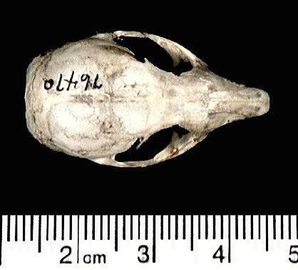 76470.dorsal