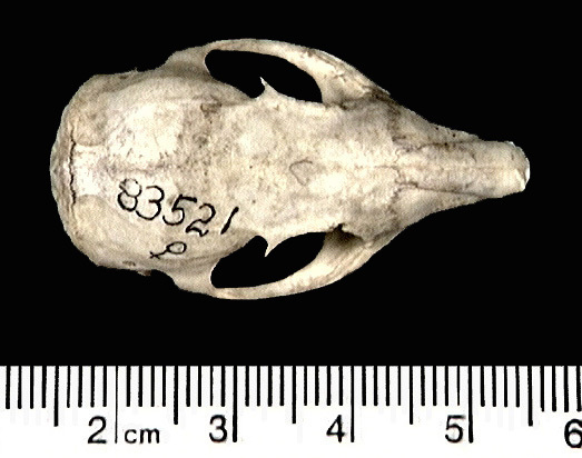 83521.dorsal