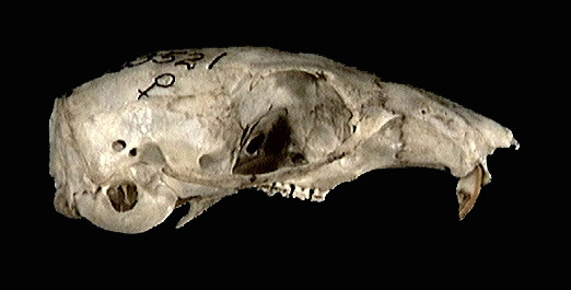 83521.lateral