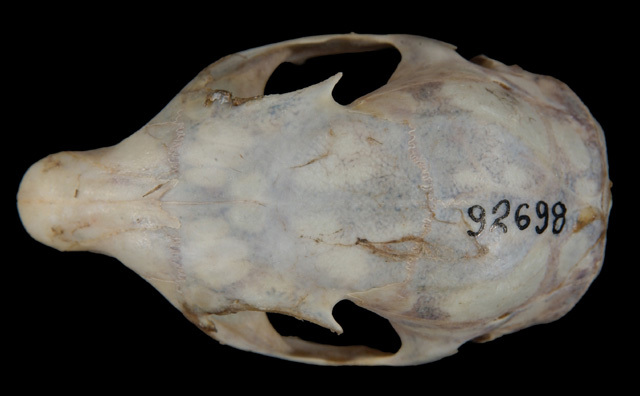tamiasciurus_dorsal