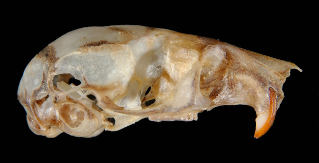 zapus_lateral