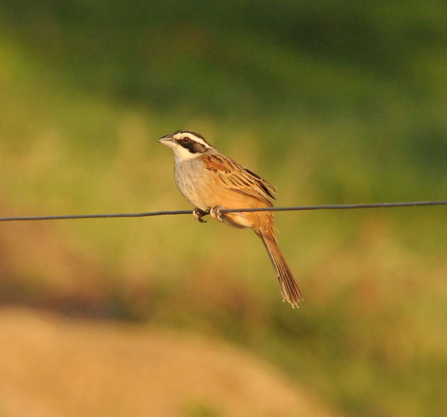 DSC_3533-SHS1
