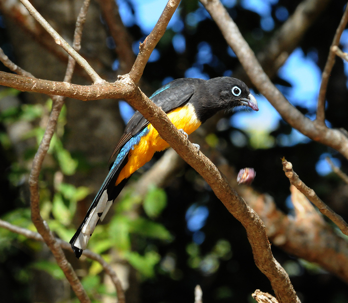 DSC_3850-BHT1