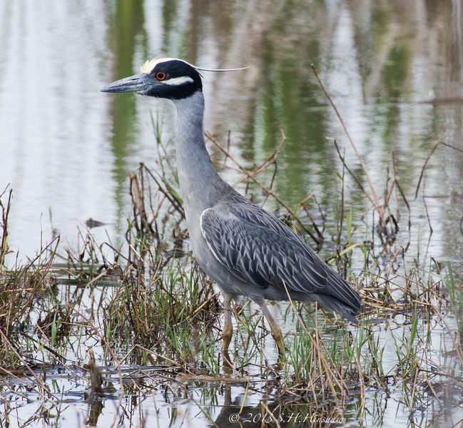 N.violacea_SH8347