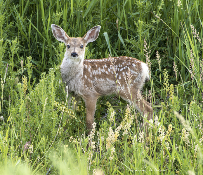 O.hemionus_SH1789