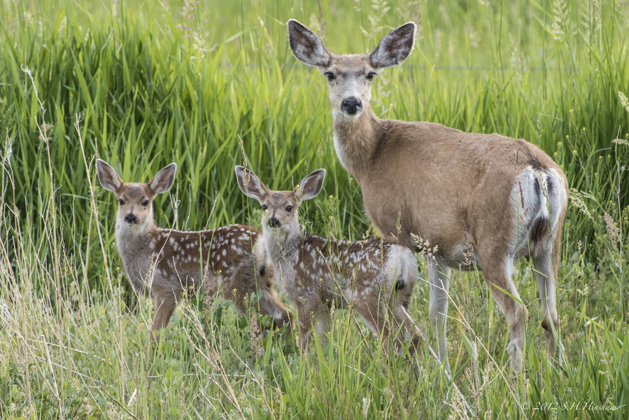 O.hemionus_SH1806