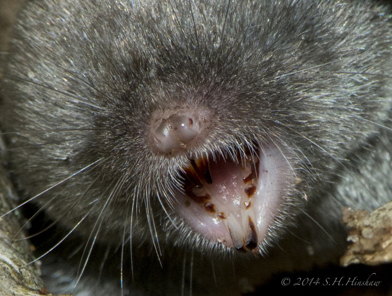 B.brevicauda_SHH_7873_mouth