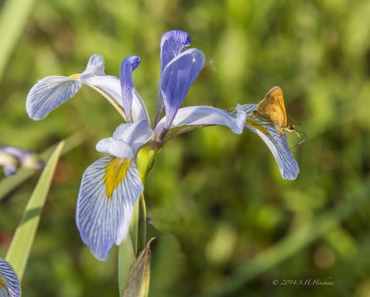 Polites_mystic_SHH_1494