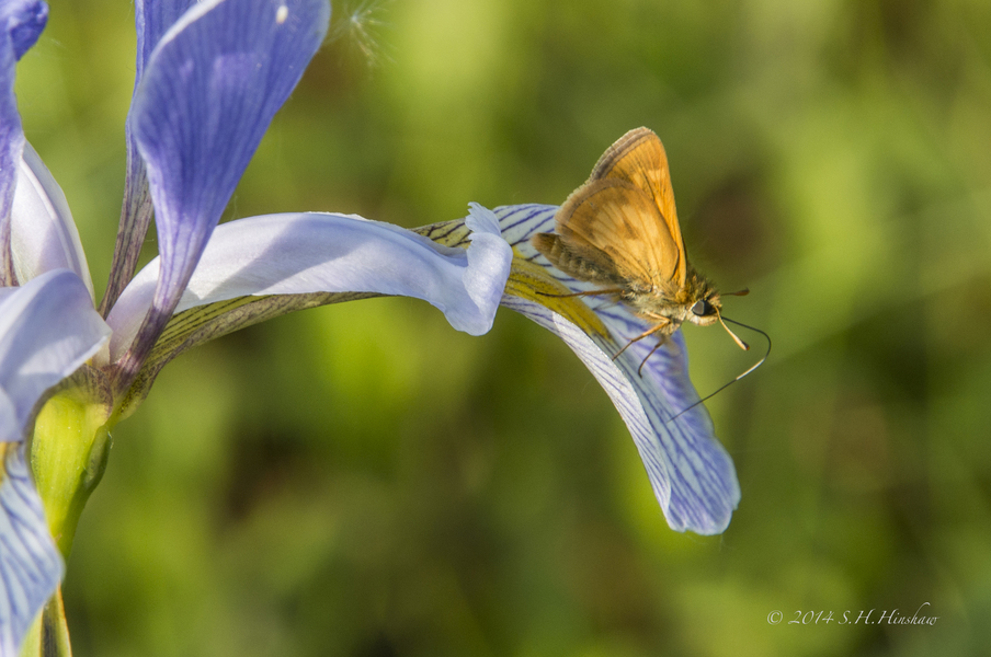 Polites_mystic_SHH_1494_crop
