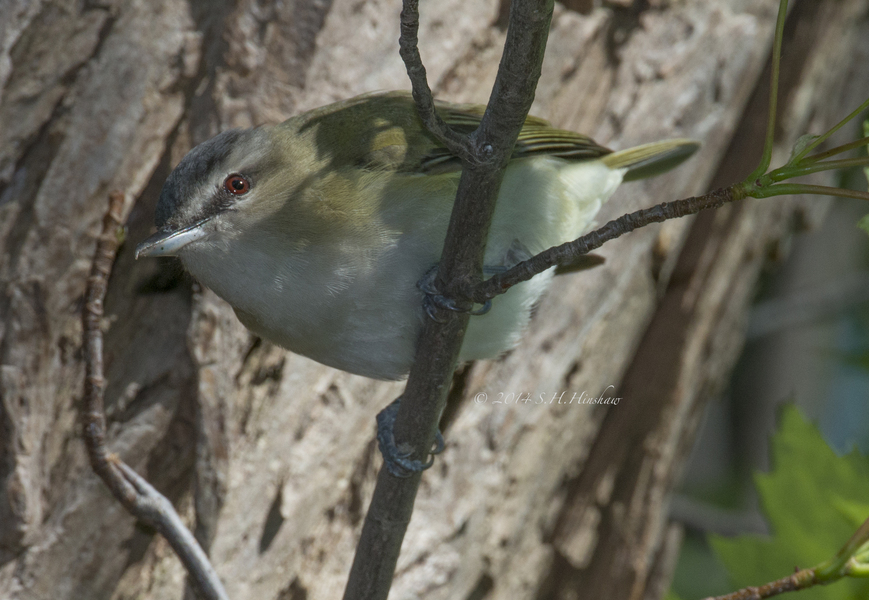 V.olivaceus_SHH_9935
