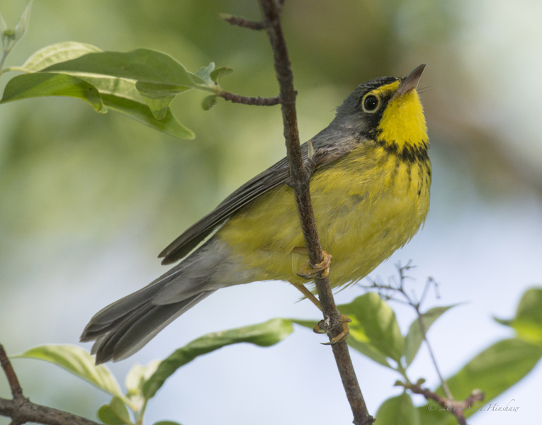 C.canadensis_SHH_9907