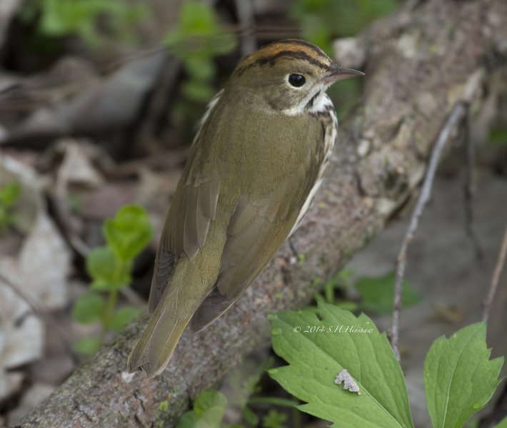 S.aurocapillus_SHH_8650