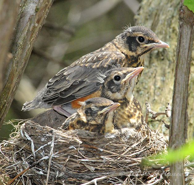 American_Robin_nestlingsDSC_3842