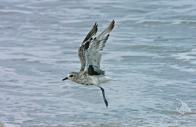 Black-bellied_Plover-SMALLDSC_4426