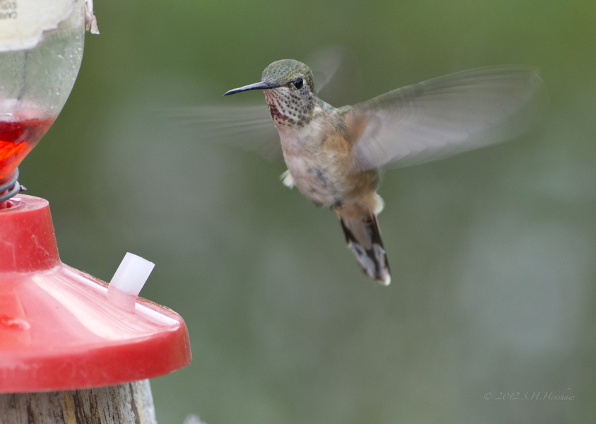 Broad-tailed_femaleSHH_4043