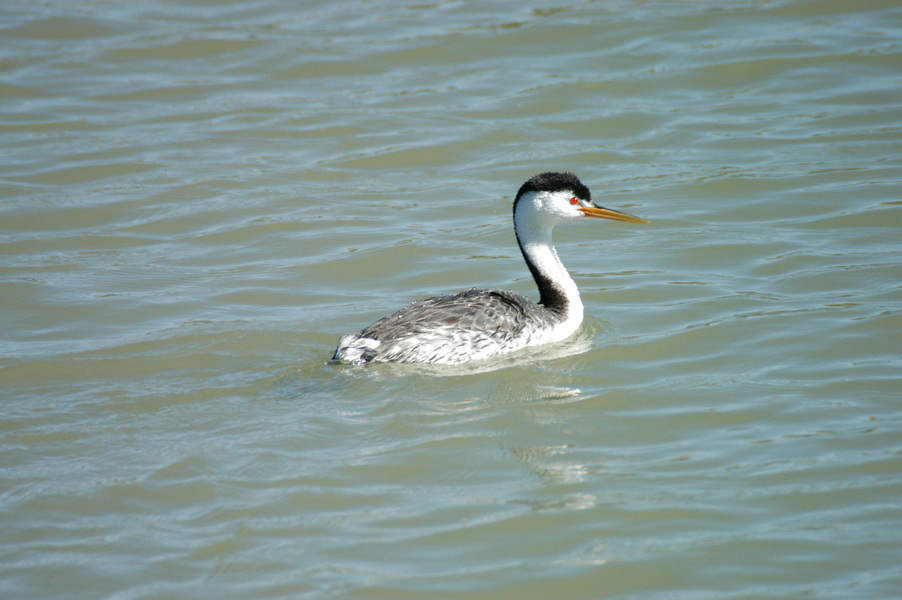 DSC_7190a