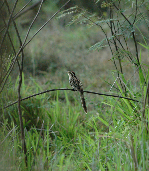 DSC_9473-SC1