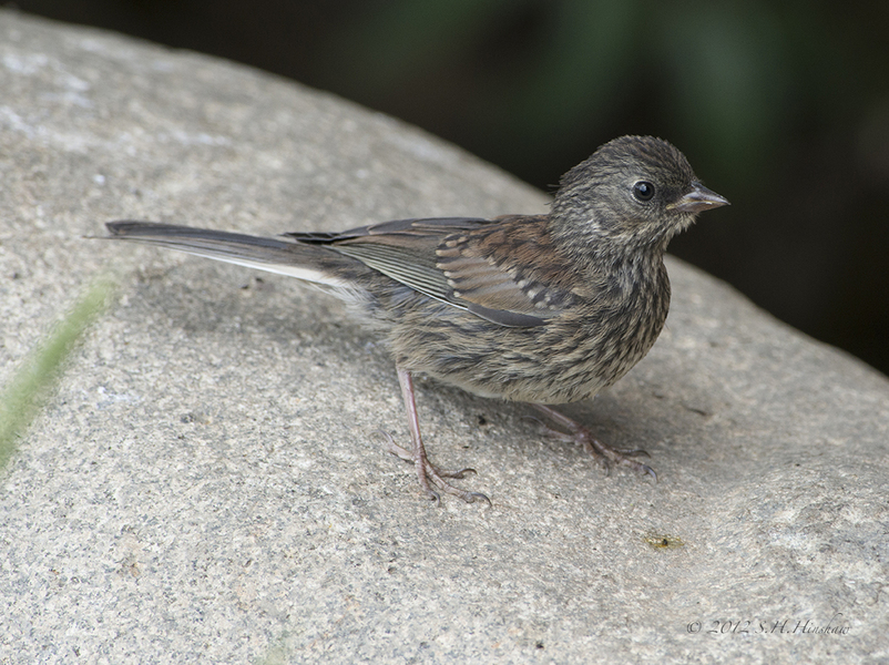 Dark-eyed_JuncoSHH_4625