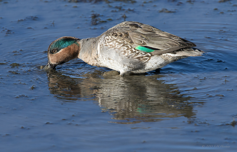 Green-winged_Teal-feedingSHH_2121