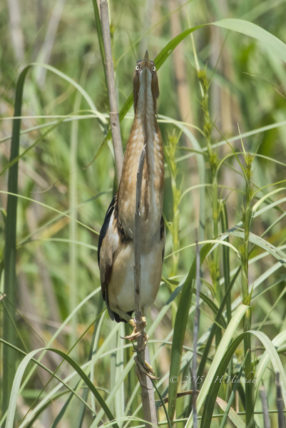 Least_Bittern-SHH_2310