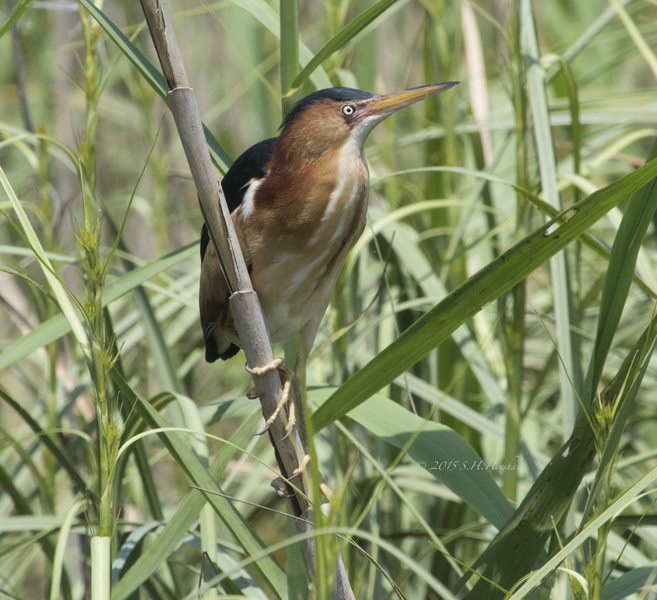 Least_Bittern-SHH_2340