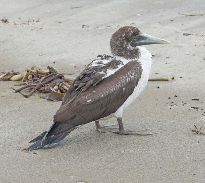 Masked_Booby_SHH_3910