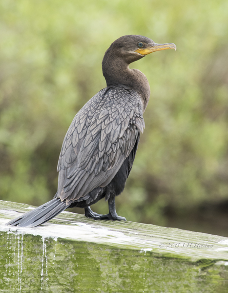Neotropic_Cormorant-SHH_3216