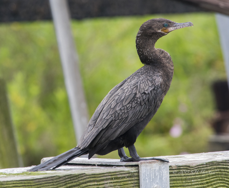 Neotropic_Cormorant-SHH_3255