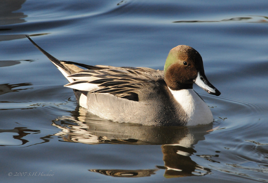 Pintail-maleDSC_1405