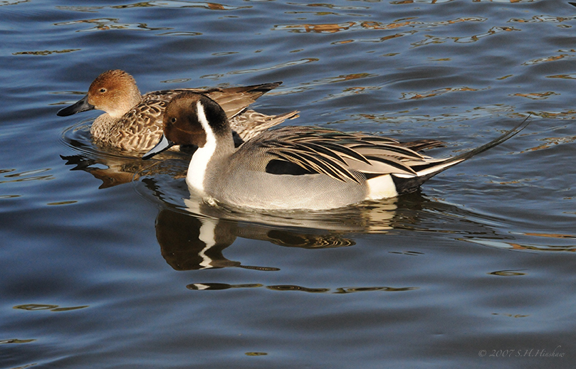 Pintail-pairDSC_1427
