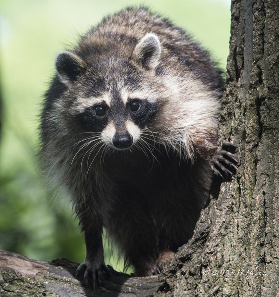 Raccoon_SHH_8051