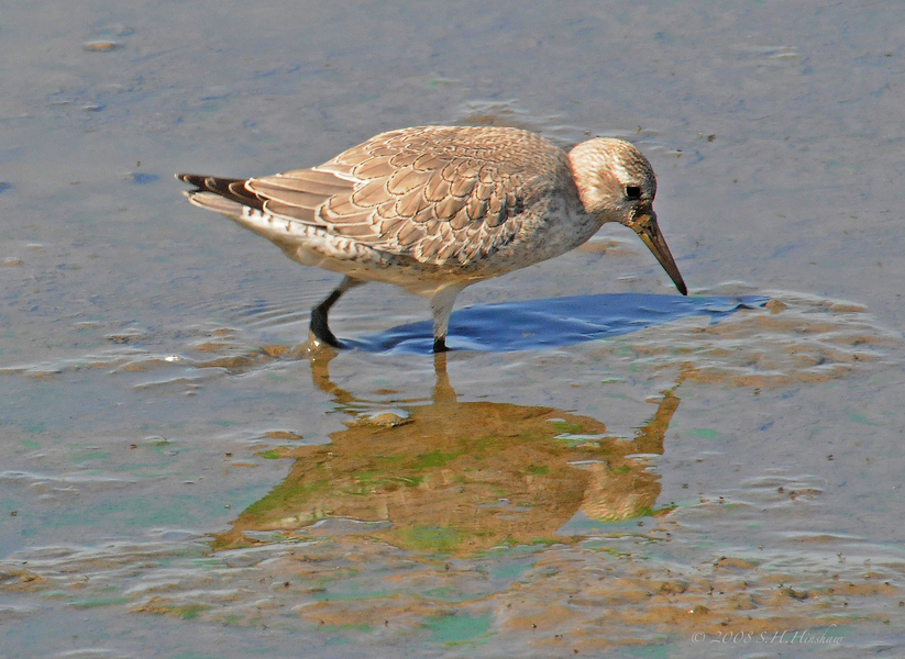 Red_Knot-juvDSC_2465